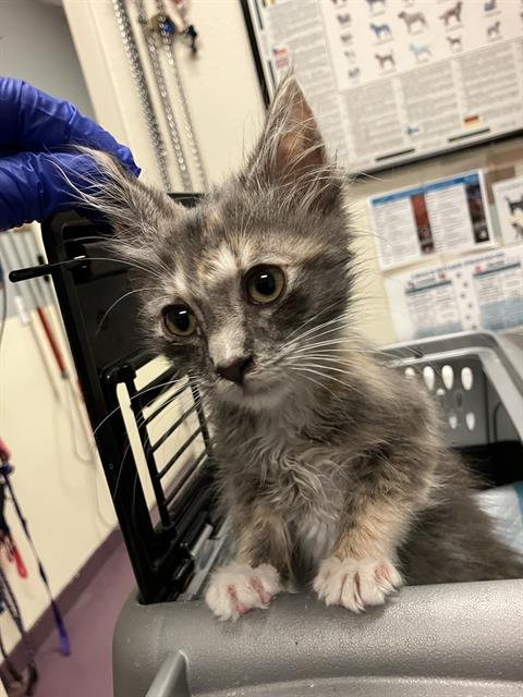 *SNICKER - Domestic Short Hair available for adoption