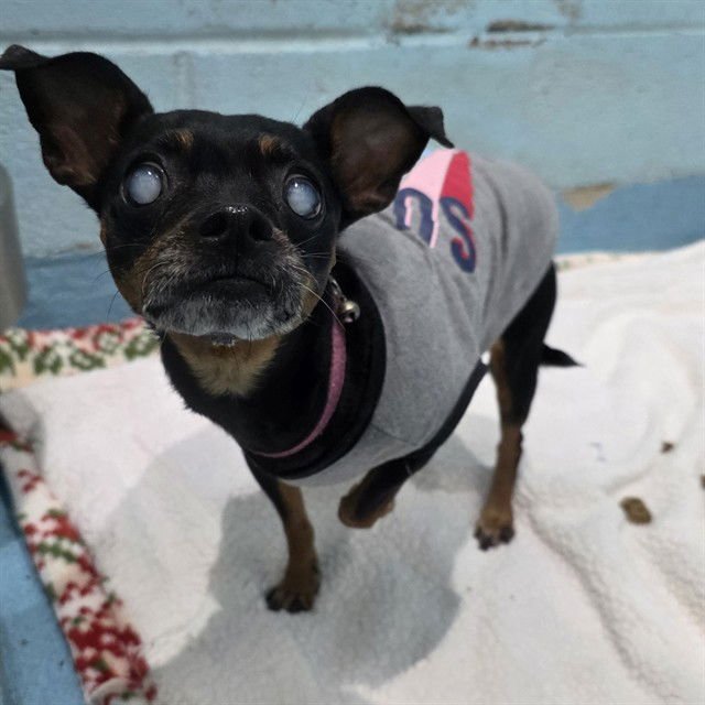 COOKIE - Miniature Pinscher available for adoption