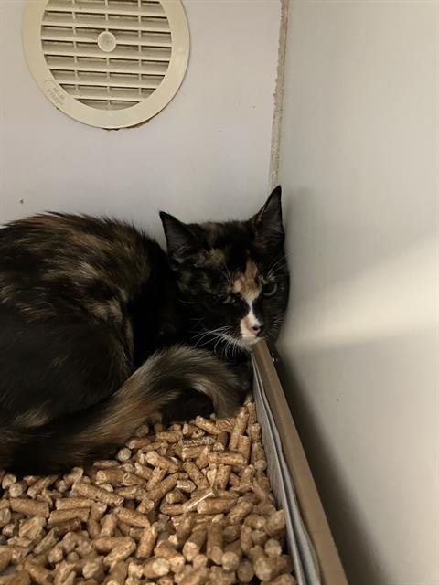 *SHELBY - Domestic Short Hair available for adoption