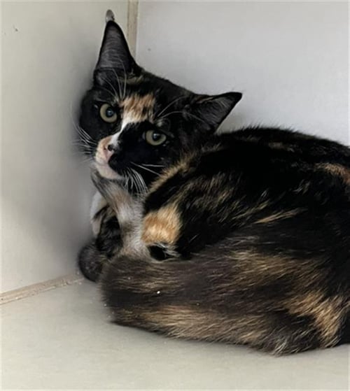 *SHELBY - Domestic Short Hair available for adoption
