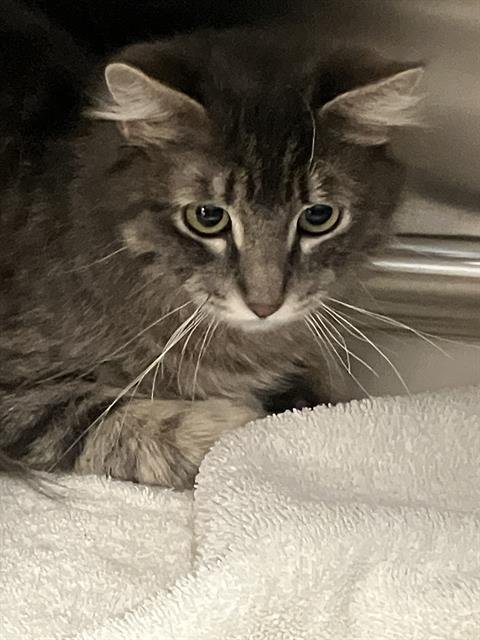 *KEELIE - Domestic Short Hair available for adoption