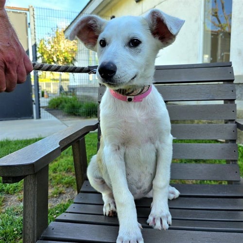 *SPARROW - Siberian Husky / Basenji available for adoption