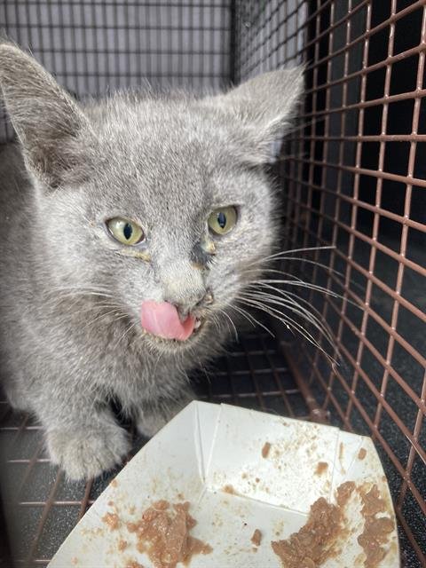 *MATTHEW - Domestic Short Hair available for adoption