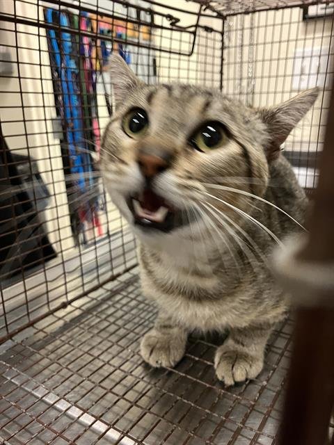 *JAMES BROWN - Domestic Short Hair available for adoption