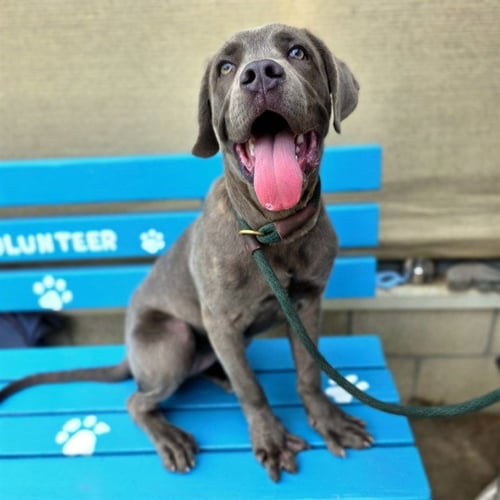 *AUTUMN - Cane Corso Mastiff available for adoption