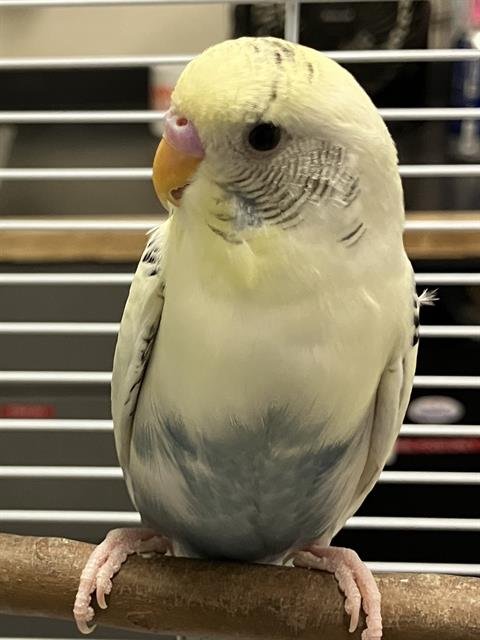 OREO - Parakeet - Other available for adoption