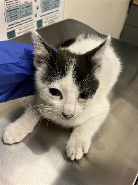 *MURPHY - Domestic Short Hair available for adoption