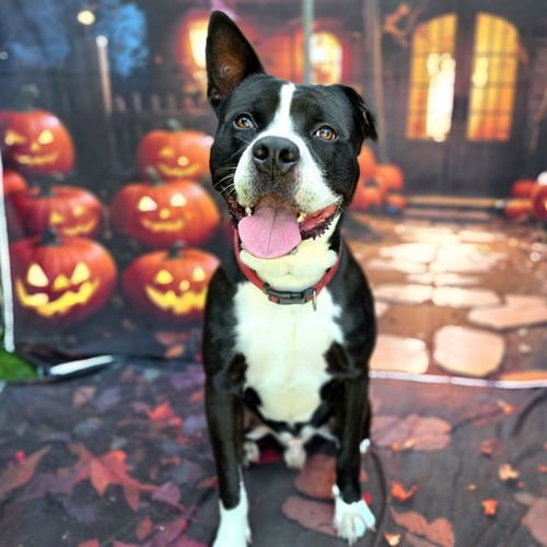 BIGGY - Pit Bull Terrier available for adoption