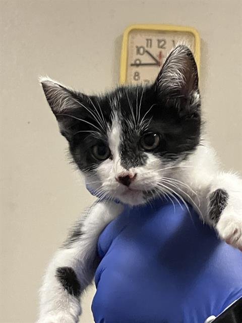 *DOMINO - Domestic Short Hair available for adoption