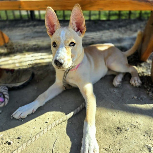*RUCKUS - Basenji available for adoption