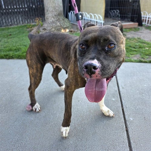 STELLA - Pit Bull Terrier available for adoption