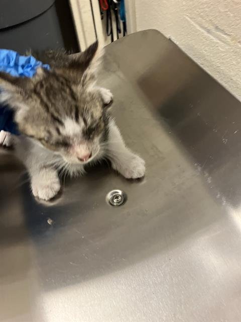 *MADDY - Domestic Short Hair available for adoption