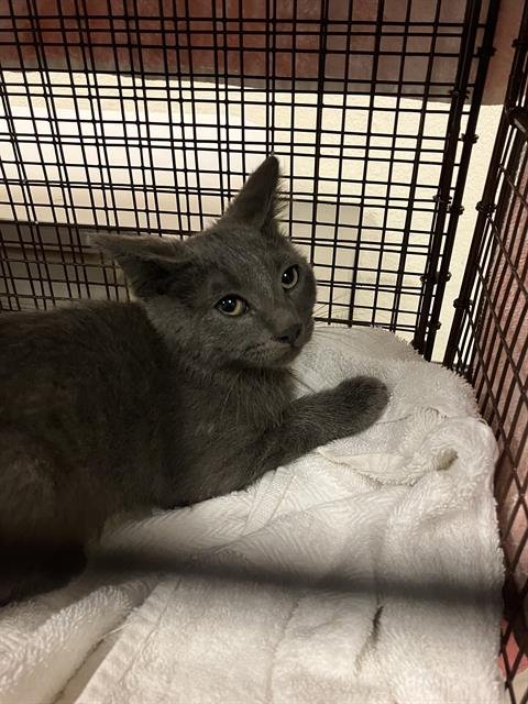 A761158 - Domestic Short Hair available for adoption