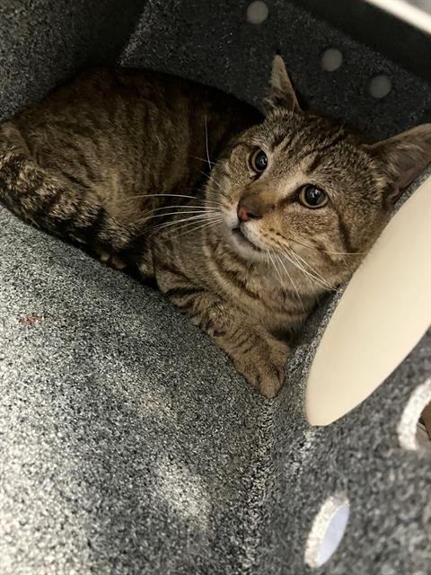 *JOHNNY - Domestic Short Hair available for adoption