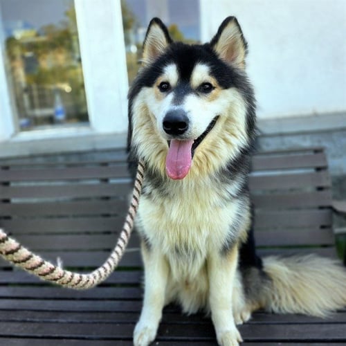 *APPA - Alaskan Malamute available for adoption