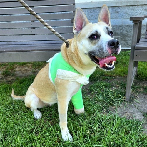 VONYA - Pit Bull Terrier / Siberian Husky available for adoption