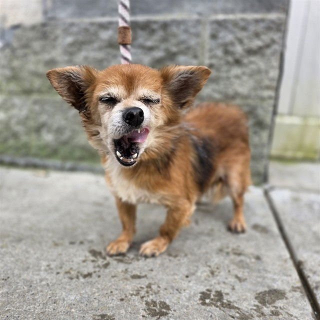 LILLY - Chihuahua available for adoption