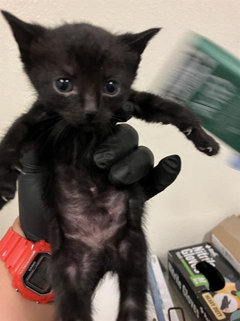 *EMMY - Domestic Short Hair available for adoption