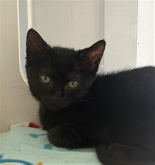 *EMMY - Domestic Short Hair available for adoption