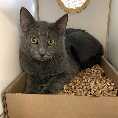 *TWILIGHT SPARKLE - Domestic Short Hair available for adoption
