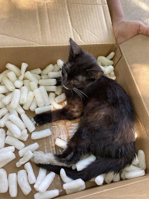 *LULU - Domestic Short Hair available for adoption