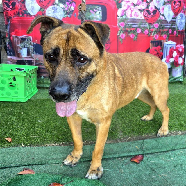 KINGSTON - German Shepherd Dog available for adoption