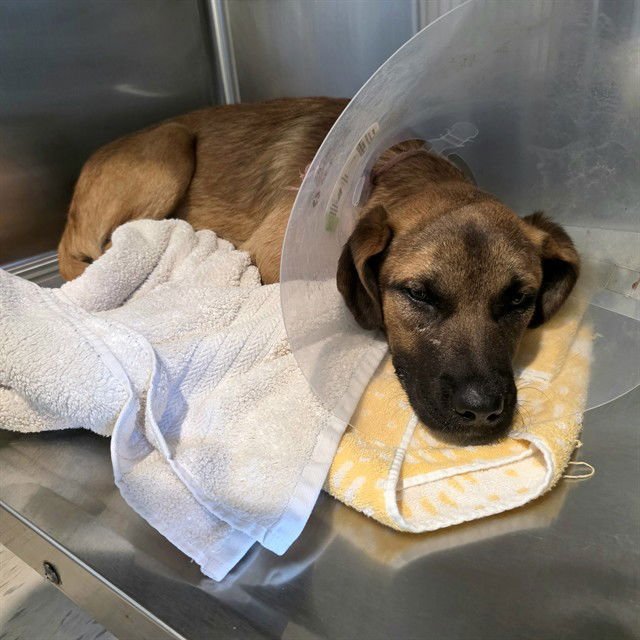 *SHAMROCK - German Shepherd Dog available for adoption