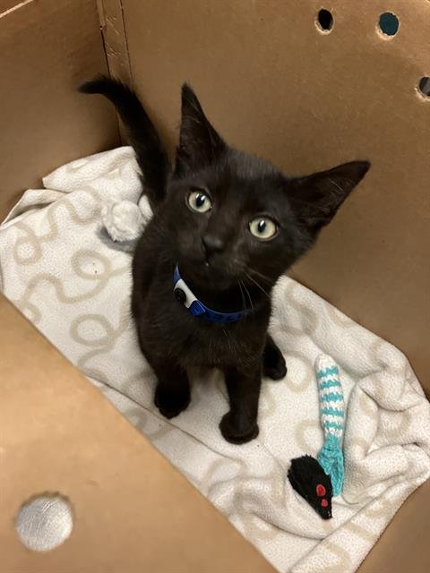*JOJO - Domestic Short Hair available for adoption