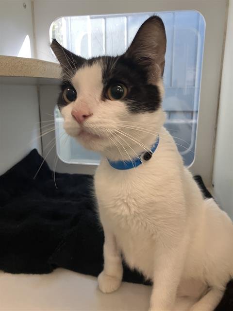 *OLIVER Image