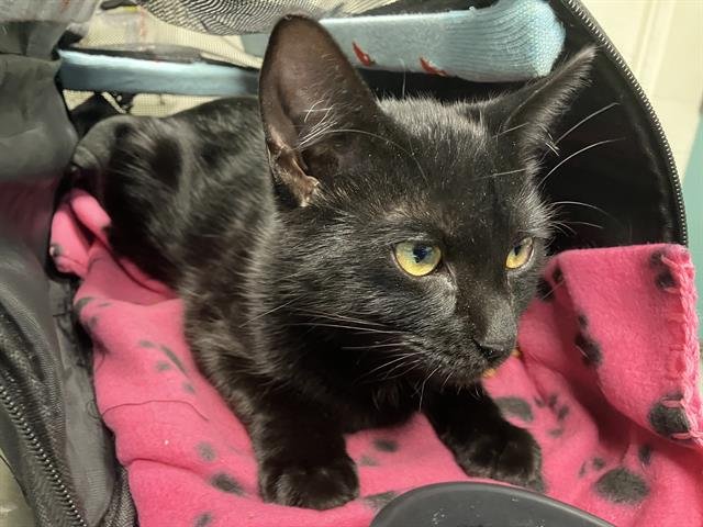 *RESOLUTION - Domestic Short Hair available for adoption