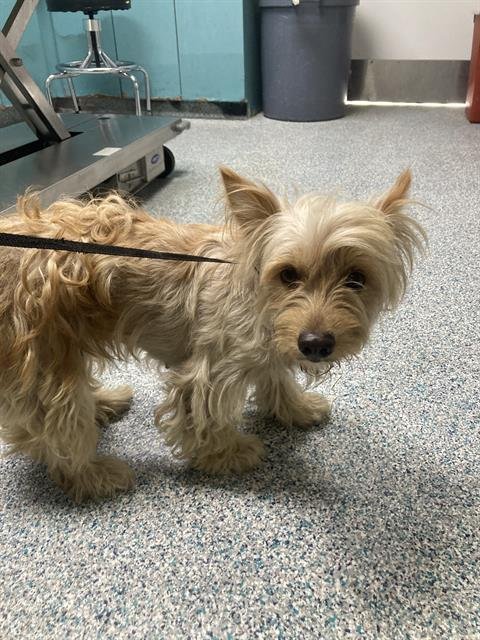 *CREAMSICLE - Yorkshire Terrier Yorkie available for adoption