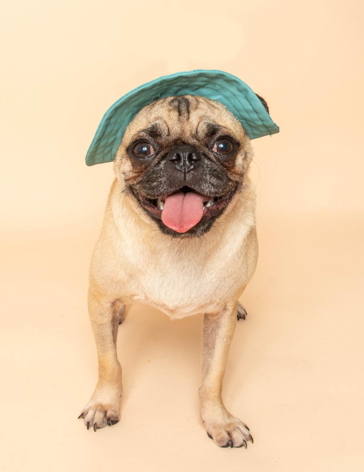 BOB THE PUG - Pug available for adoption