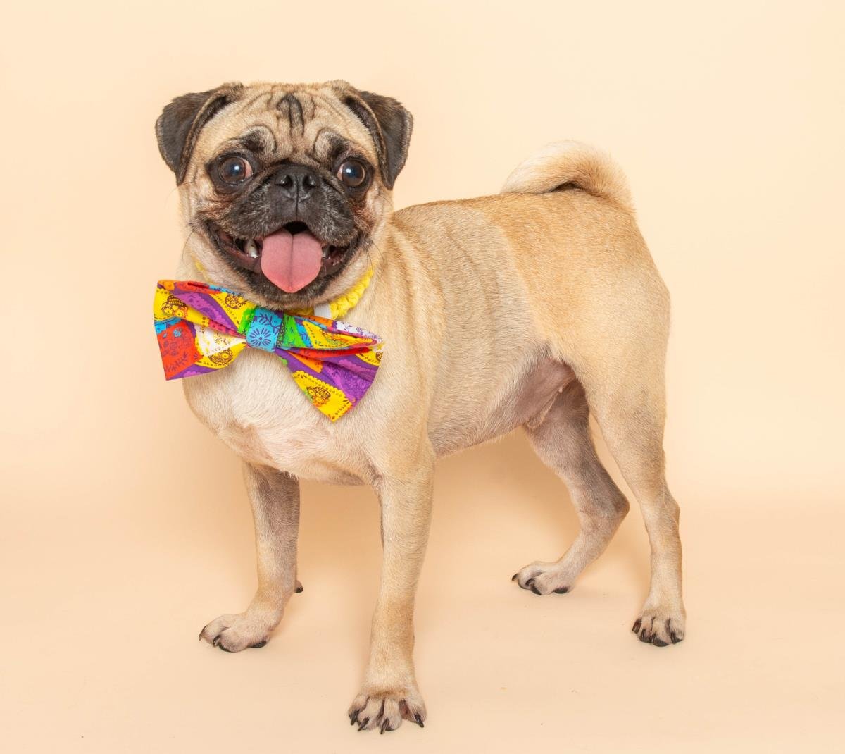 BOB THE PUG - Pug available for adoption