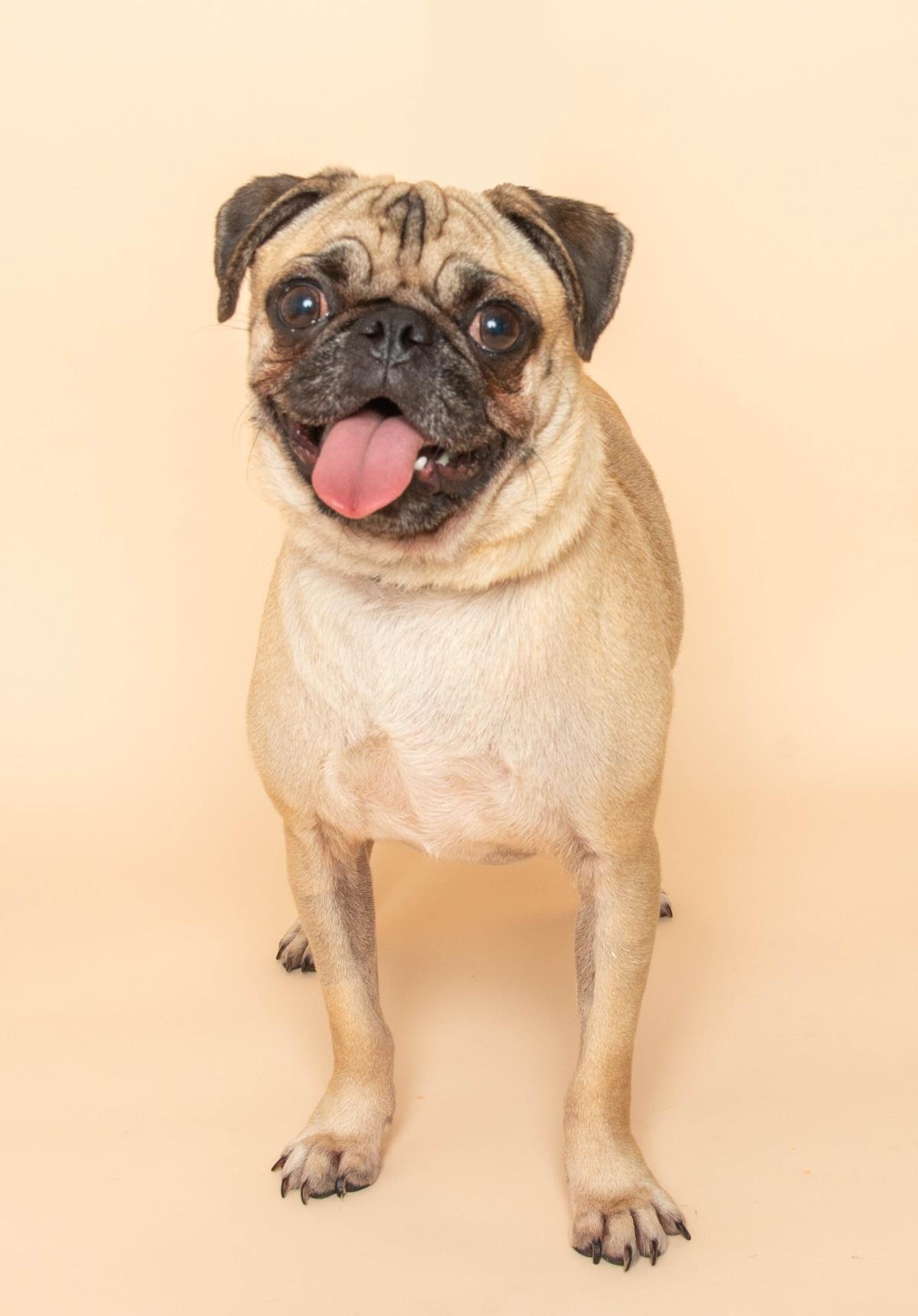 Bob the Pug - Photo 3
