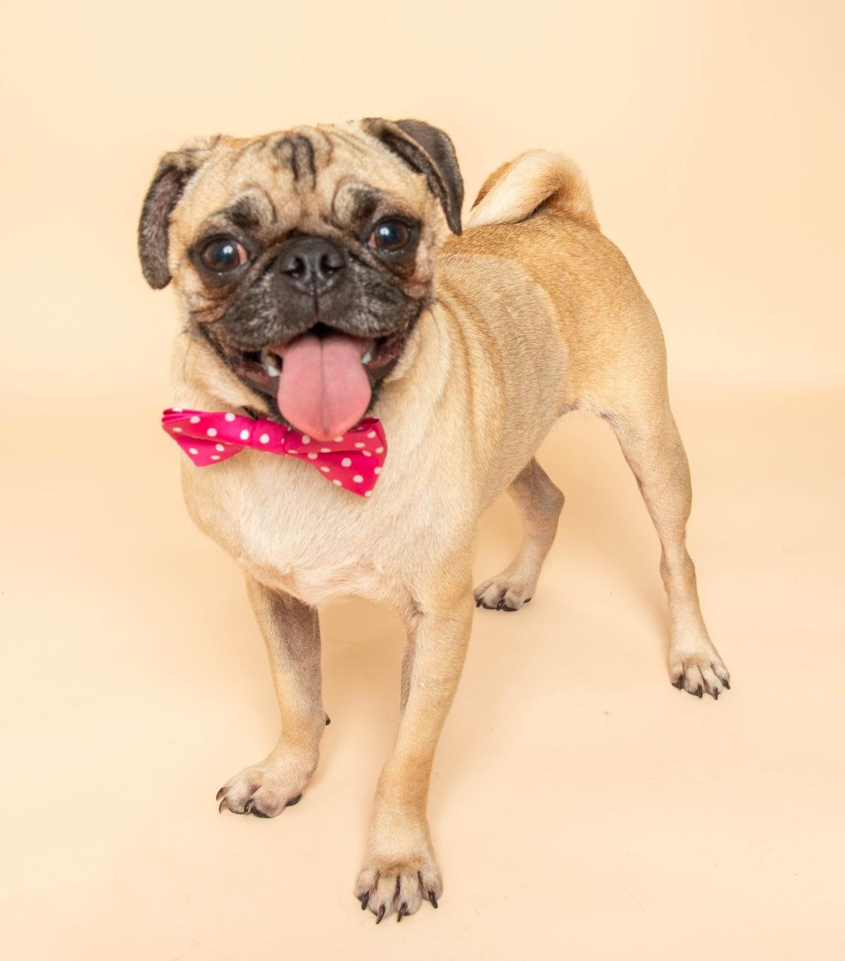 Bob the Pug - Photo 4