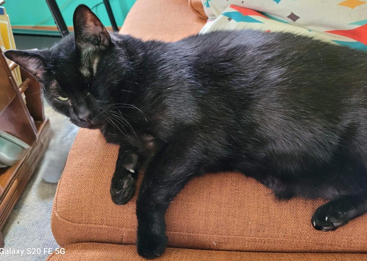 PIRATE - Extra-Toes Cat (Hemingway Polydactyl) / Domestic Short Hair available for adoption