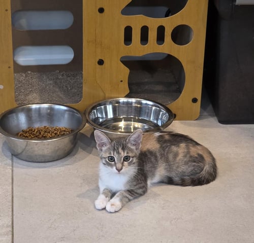 TRINA - Dilute Calico for adoption in Detroit