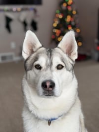 Jack - Photo 1