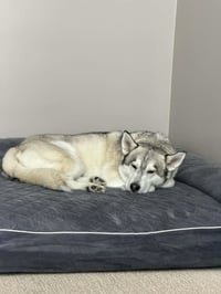 Jack - Photo 4