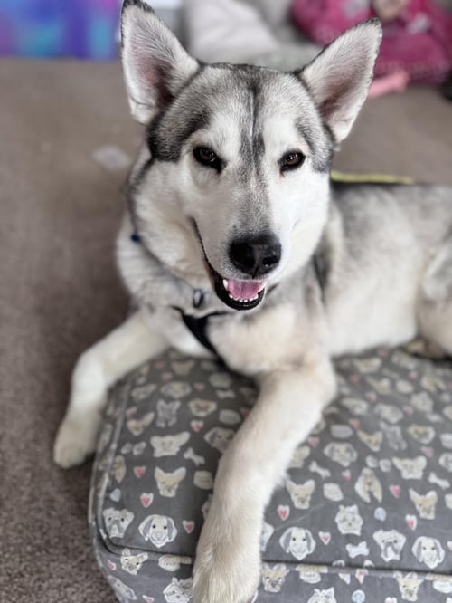 JACK - Husky available for adoption