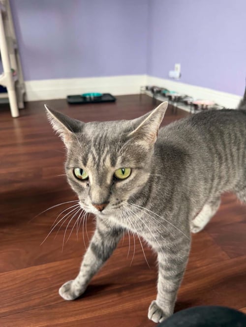 JORDAN - Domestic Short Hair / Tabby available for adoption