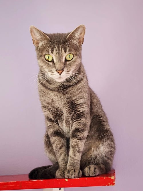 JORDAN - Domestic Short Hair / Tabby available for adoption