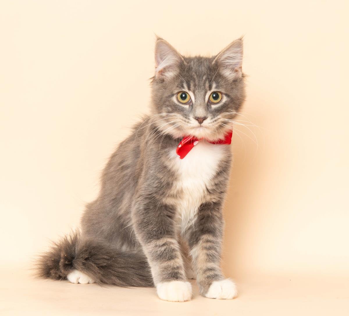 MERL - Domestic Medium Hair available for adoption