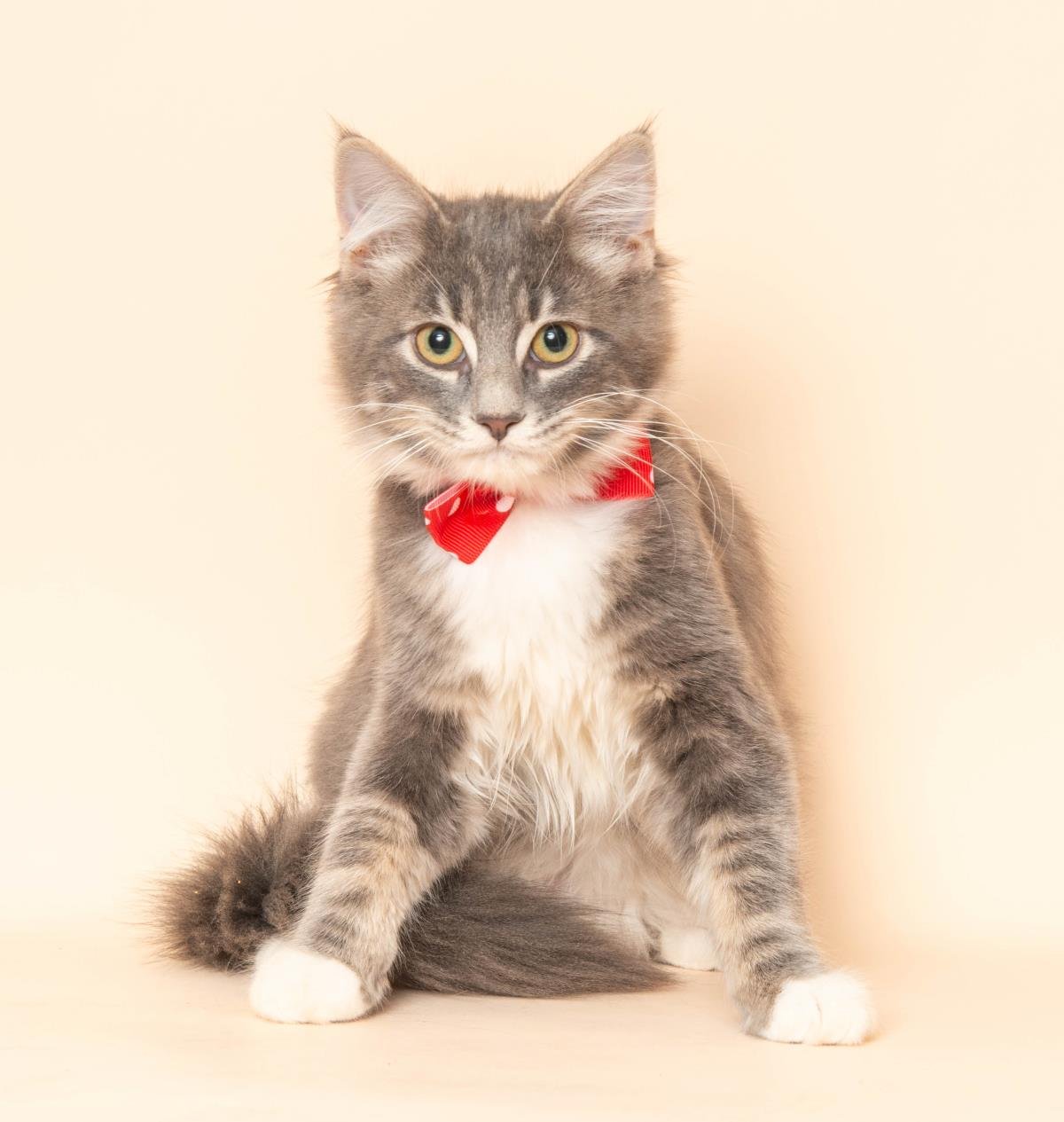 MERL - Domestic Medium Hair available for adoption