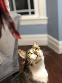 Smudgie - Photo 2