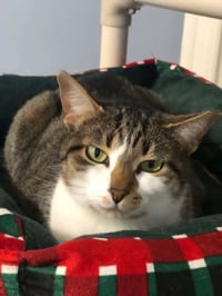 Smudgie - Photo 3