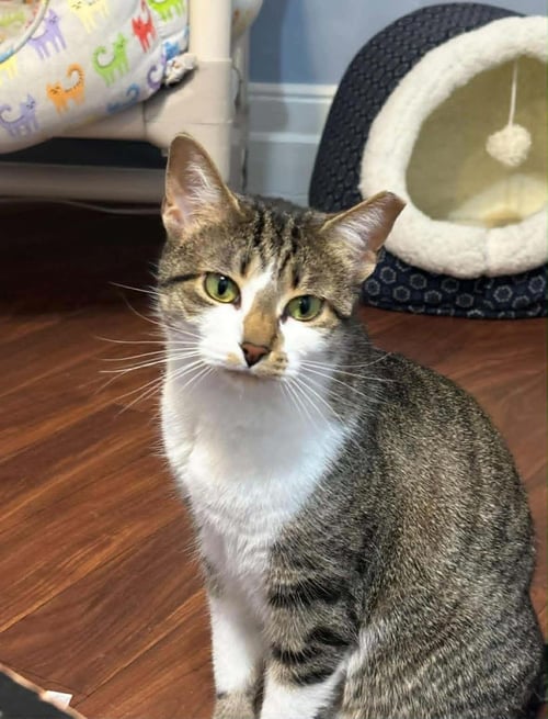 SMUDGIE - Domestic Short Hair / Tabby for adoption in Detroit