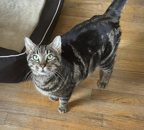 ZOE - Domestic Short Hair / Tabby for adoption in Detroit