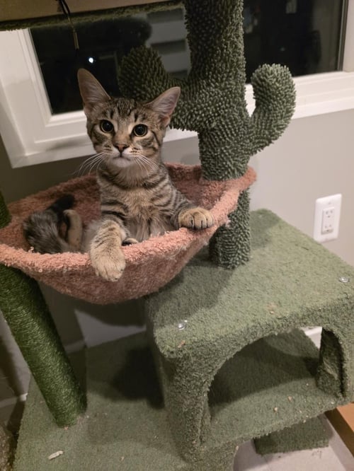 TINKLES - Tabby for adoption in Dearborn