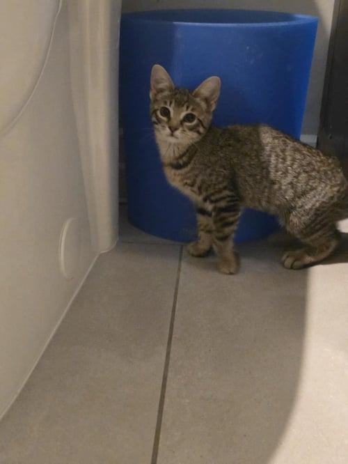 TINKLES - Tabby available for adoption